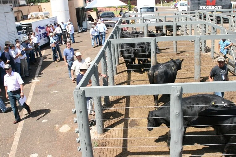 No ar: Fotos do Julgamento Rústico de Londrina