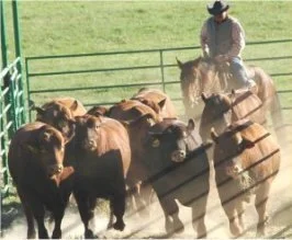 Evento Anual Brangus dos EUA será em Oklahoma