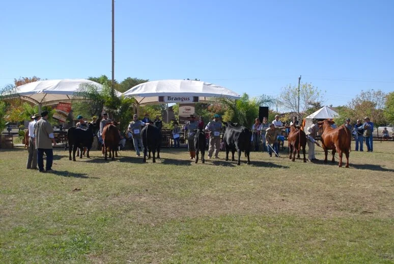 Núcleo Brangus Sul mostra fotos da Expo Uruguaiana