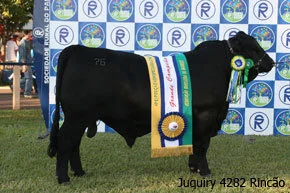 Ranking 2009 da Associação Brasileira de Brangus