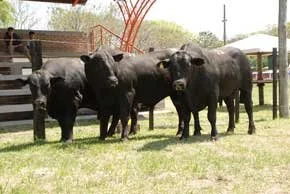 67ª Expofeira De Alegrete-RS