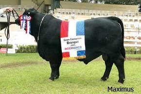 Confira Como Foi o 5º Congresso Mundial De Brangus