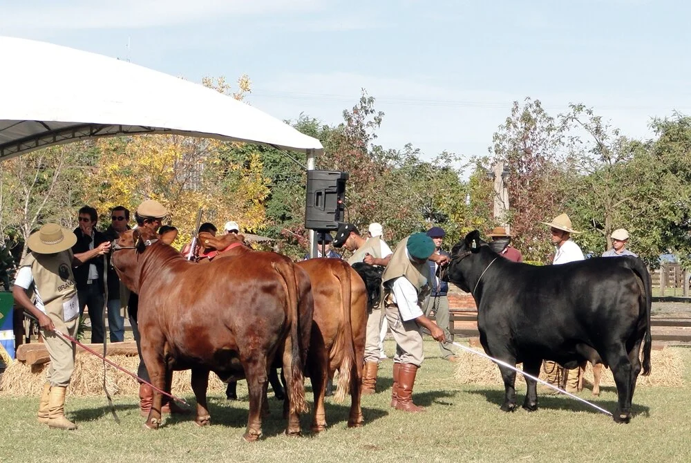 Gap Genética e Juquiry se destacam em Uruguaiana