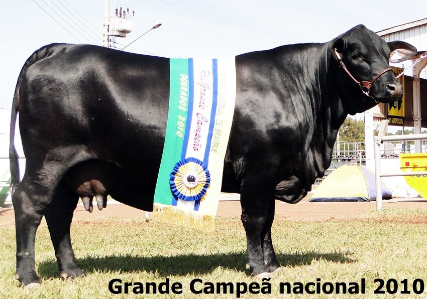 Resultado completo julg. de argola - Nacional 2010