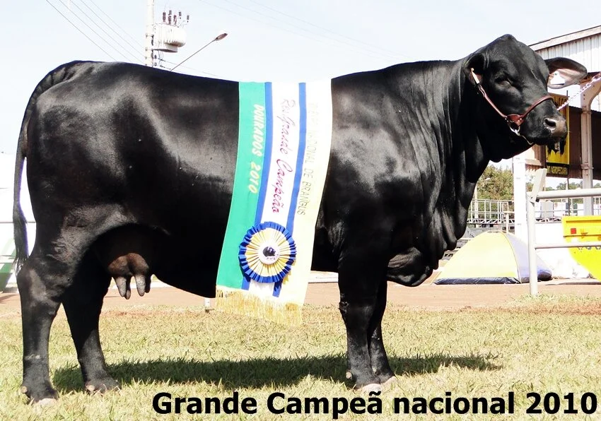 Escolhidos os grandes campeões nacionais 2010