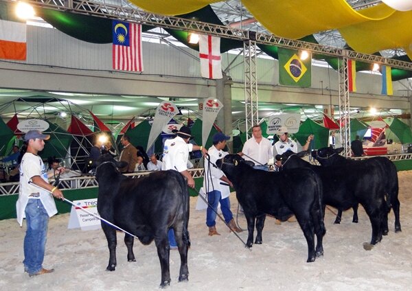 Brangus se fez presente na Feicorte 2010