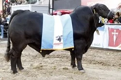 Escolhidos os grandes campeões Brangus de Palermo