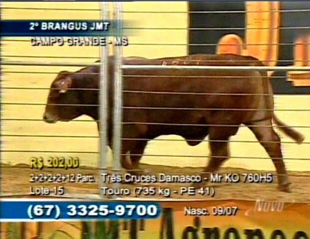 Leilão Brangus JMT vende 25% á mais que 2009