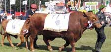 Brangus participa da Expo Prado, em Montevidéu