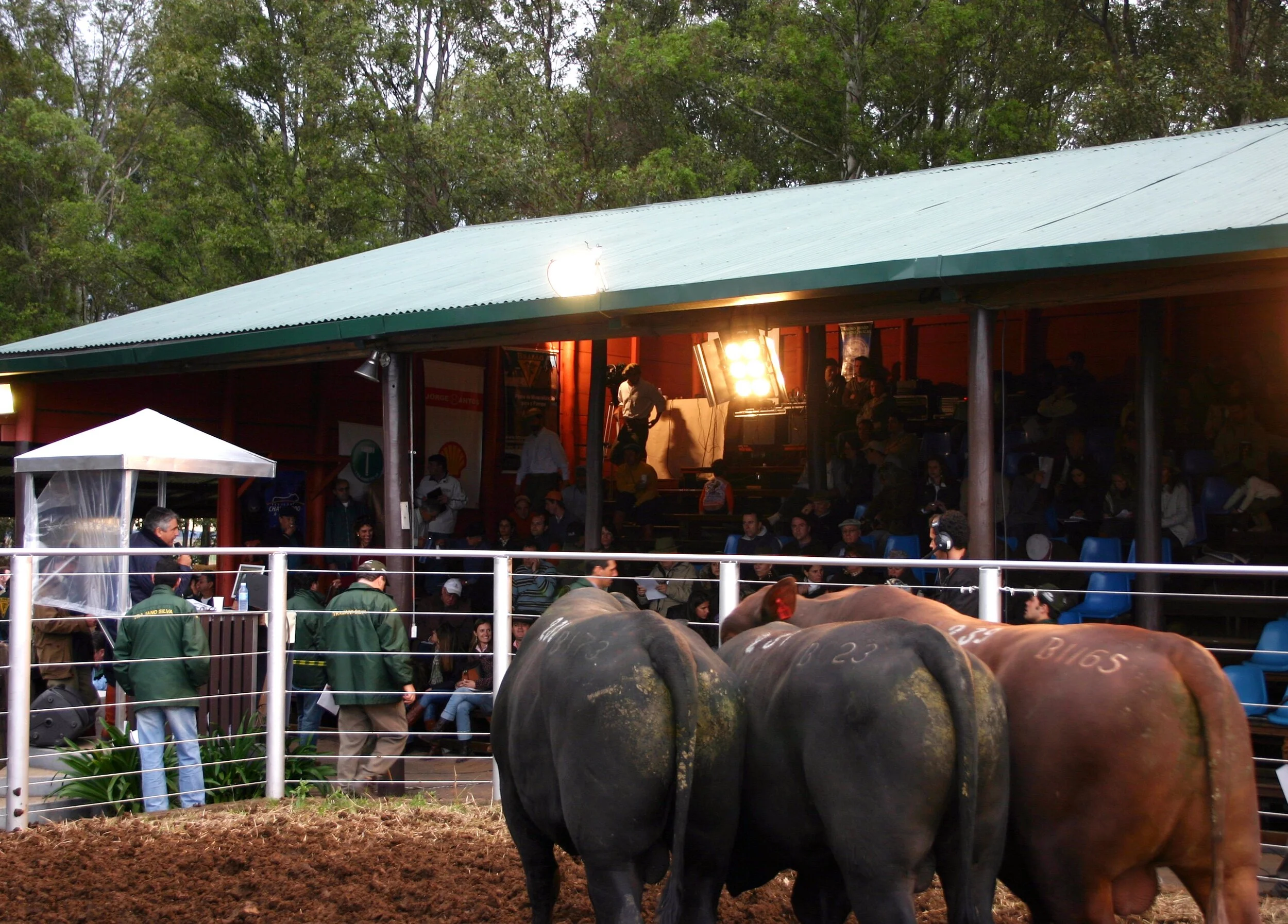 Confira a agenda de remates Brangus