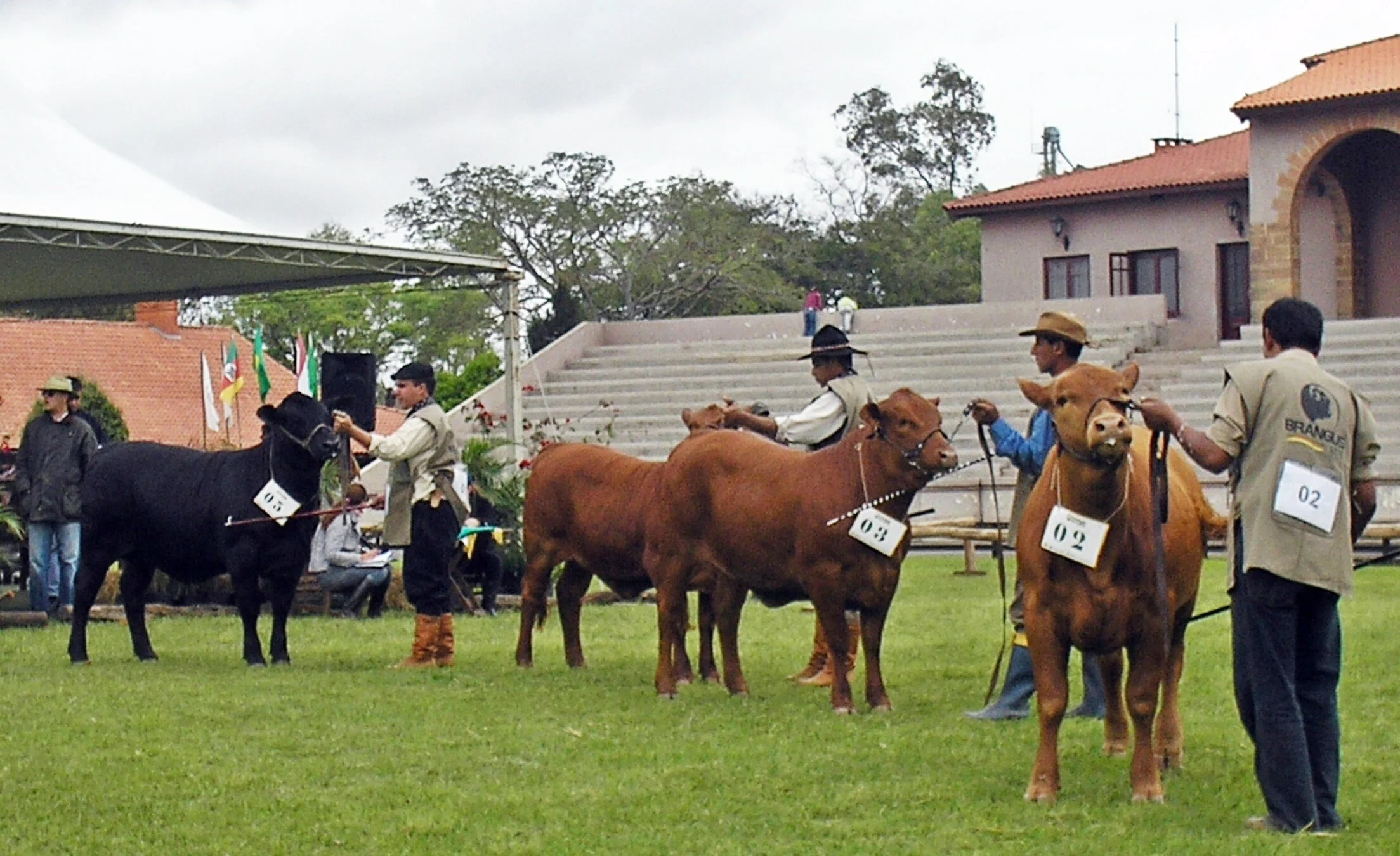 Após a Expointer, tem Brangus em Uruguaiana