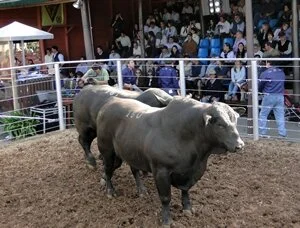 Mega Gap: Lotes mais valorizados foram Brangus