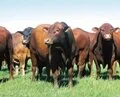 Remate grandes cabanhas é sábado em Rosário do Sul