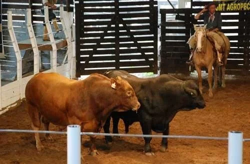 Leilão JMT ofertou Brangus em Santa Maria/RS