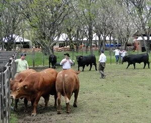 Rústicos foram julgados em Alegrete