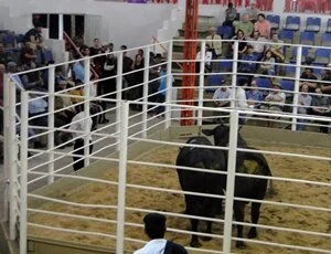 Remate Brangus em Alegrete ofertou genética de 3 marcas