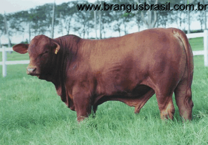 Touros da Fronteira mostra valorização da raça Brangus