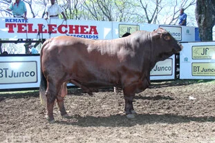 Neste sábado tem remate Tellechea e Associados
