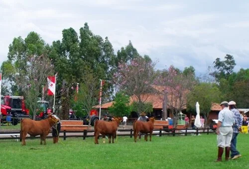 Brangus faz bonito na exposição de Uruguaiana