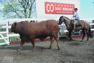 São Bibiano festeja 50 anos de remate