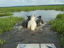 Vacas Brangus no pantanal, provando a sua grande adaptação a todas as circuntancias e climas