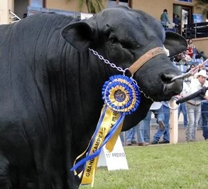 Ranking 2011: Calendário começa em Londrina/PR
