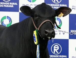 Confira o resultado do julgamento de Londrina