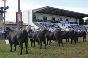 Uma grande mostra na ExpoLondrina