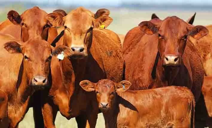 Valorização dos bezerros nas praças do Sul