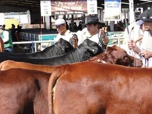 ExpoAgro acontece esta semana em Dourados/MS