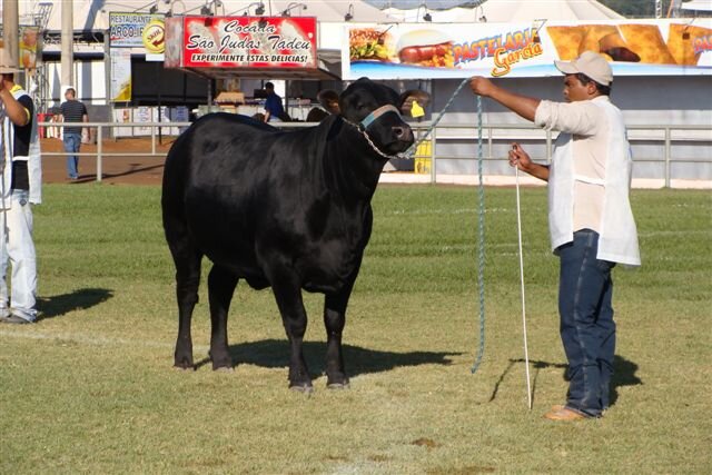 ExpoAgro Dourados: Veja o resultado do julgamento da raça Brangus