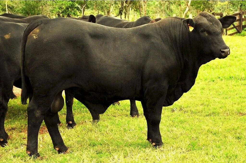 Expoagro: Leilões prometem R$ 10 milhões
