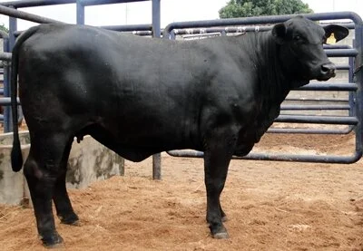 Vacas adultas vencem julgamento Nacional de rústicos