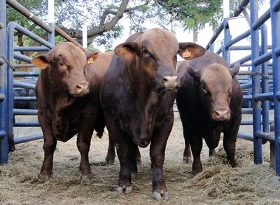 ExpoBrangus: Melhores machos rústicos são do Rio Grande do Sul