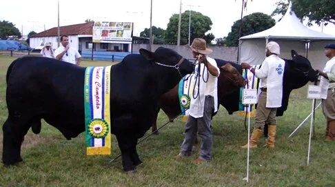 Machos jovens faturam grandes campeonatos na ExpoBrangus 2011