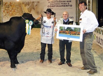 Feicorte 2011: Brangus já tem grandes campeões machos