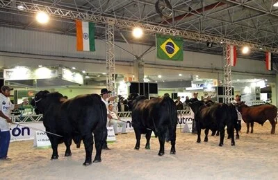 Feicorte 2011: Resultado COMPLETO do julgamento