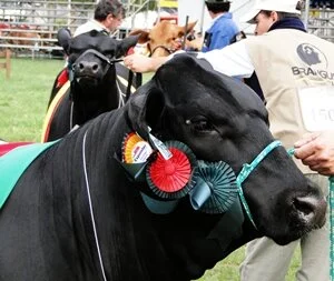Inscrições para a Expointer 2011 se encerram nesta sexta