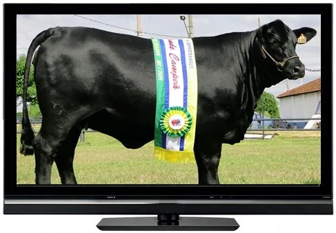 TV Brangus: Final de fêmeas na ExpoBrangus 2011