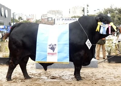 Saem os melhores machos Brangus de Palermo