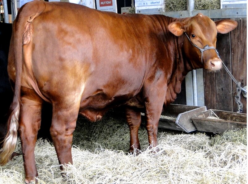 Animais Brangus já estão em Esteio