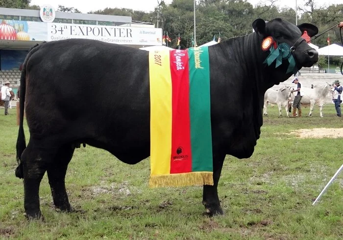 Brangus na Expointer: Resultado de fêmeas