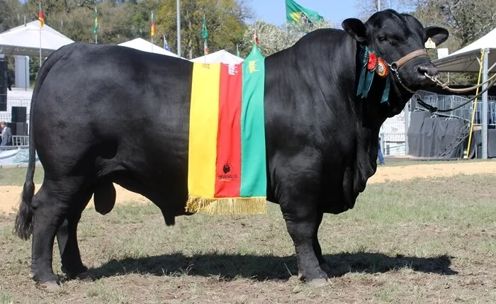 Brangus na Expointer: Resultado de machos