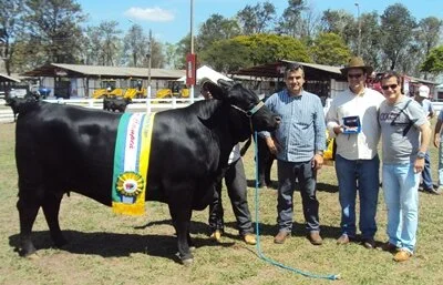 Brangus na ExpoPrudente: Resultado de fêmeas