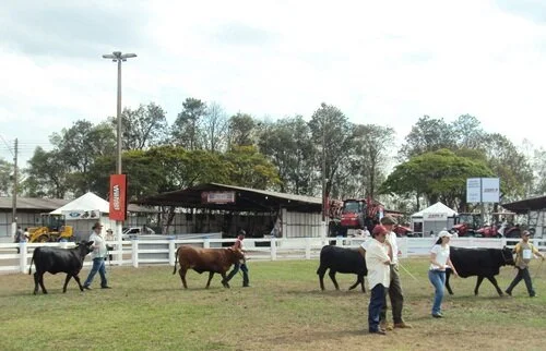 48ª ExpoPrudente: Brangus com força em casa!