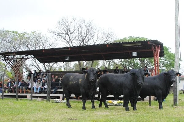 Alegrete recebeu 2ª Estadual de Rústicos Brangus