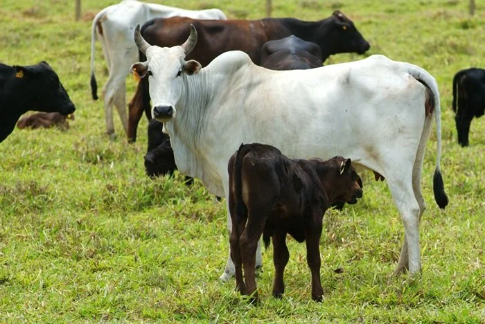 Os benefícios da inseminação Artificial