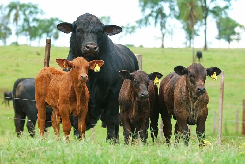 Condomínio Rural Weiler