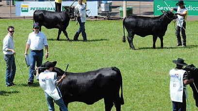 Brangus promove a 12ª Exposição Nacional na Expolondrina