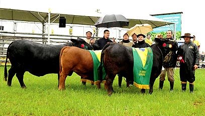 Brangus é destaque na Expointer